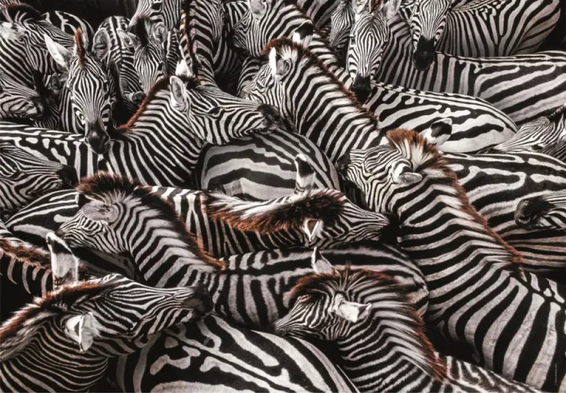 Clementoni National Geograpic Collection Zebra (1000 Brikker)